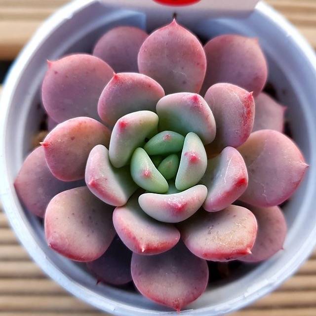 PRESALE Echeveria Limazoe, New, (Not so Random)