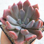 PRESALE Echeveria Cupid, (Random)