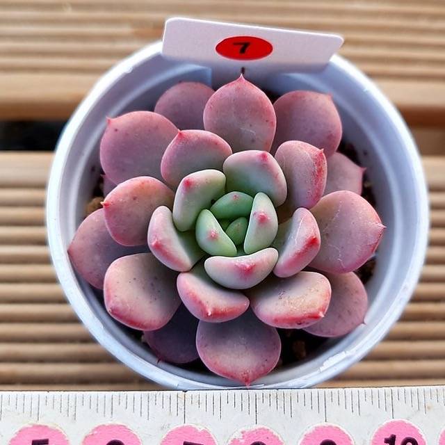 PRESALE Echeveria Limazoe, New, (Not so Random)