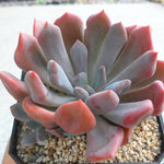 PRESALE Echeveria Cupid, (Random)