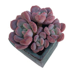 SALE! Echeveria Lepe