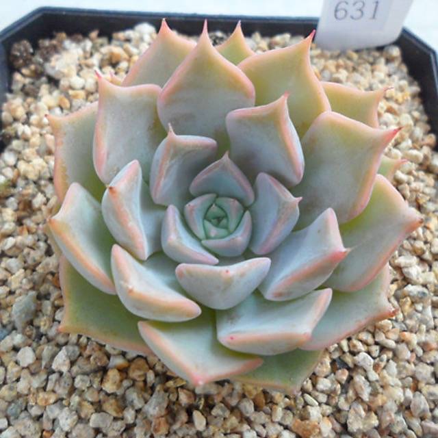 PRESALE Echeveria 'Glow,' (Random)