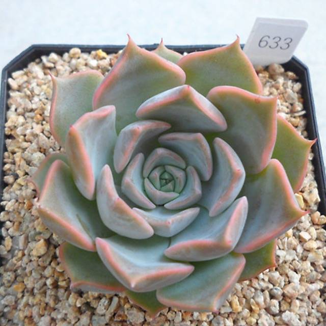 PRESALE Echeveria 'Glow,' (Random)