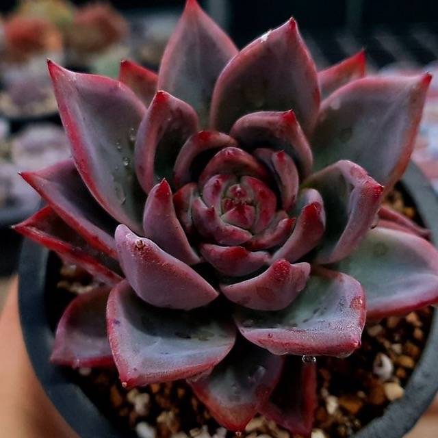 PRESALE Echeveria Red Dragon, (Not so Random) – Cedar Creek Farmhouse