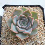 PRESALE Echeveria 'Glow,' (Random)