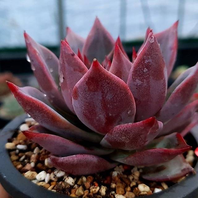 PRESALE Echeveria Red Dragon, (Not so Random) – Cedar Creek Farmhouse