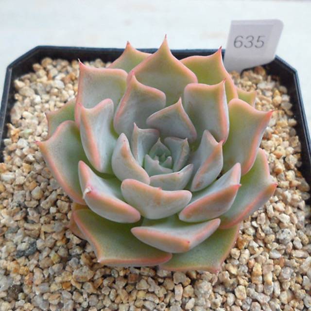 PRESALE Echeveria 'Glow,' (Random)