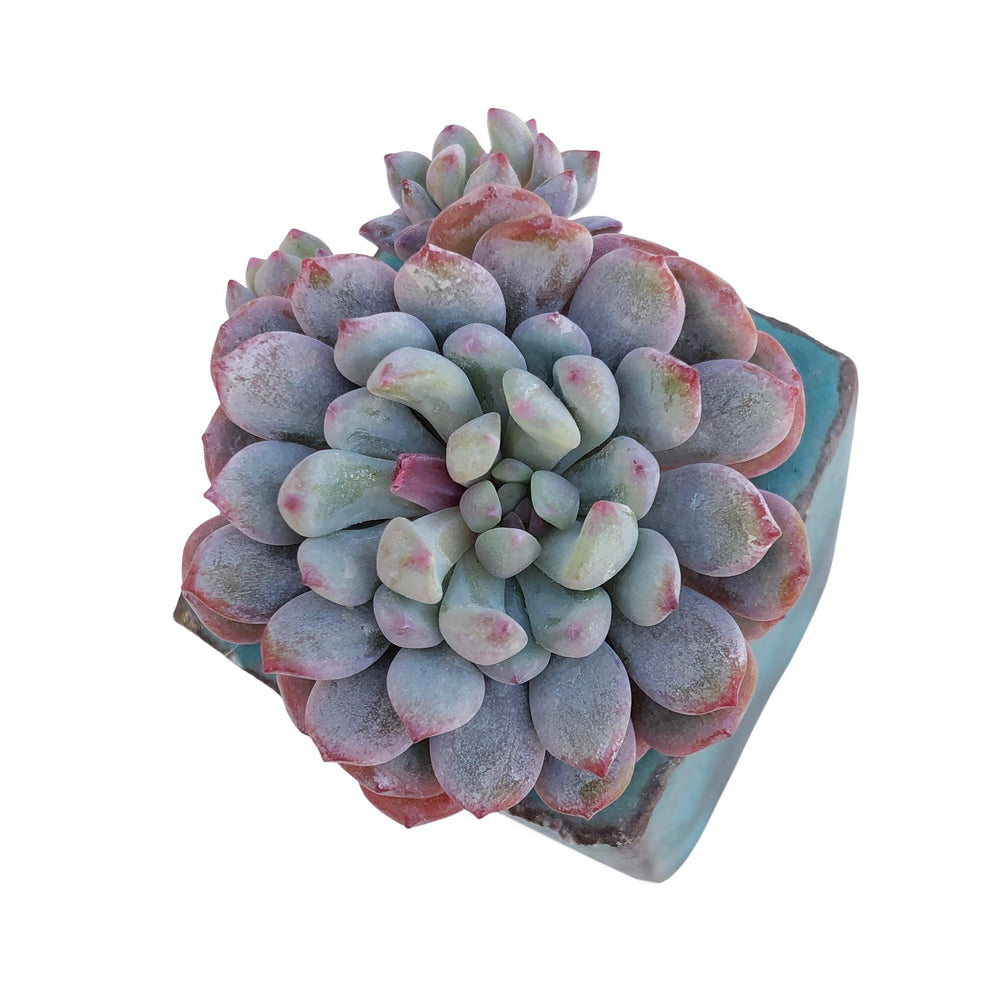 SALE! Echeveria Amoena