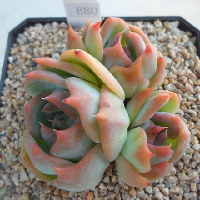 PRESALE Echeveria Rosanna Clusters, (Random)