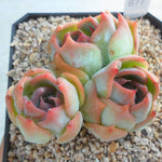 PRESALE Echeveria Rosanna Clusters, (Random)