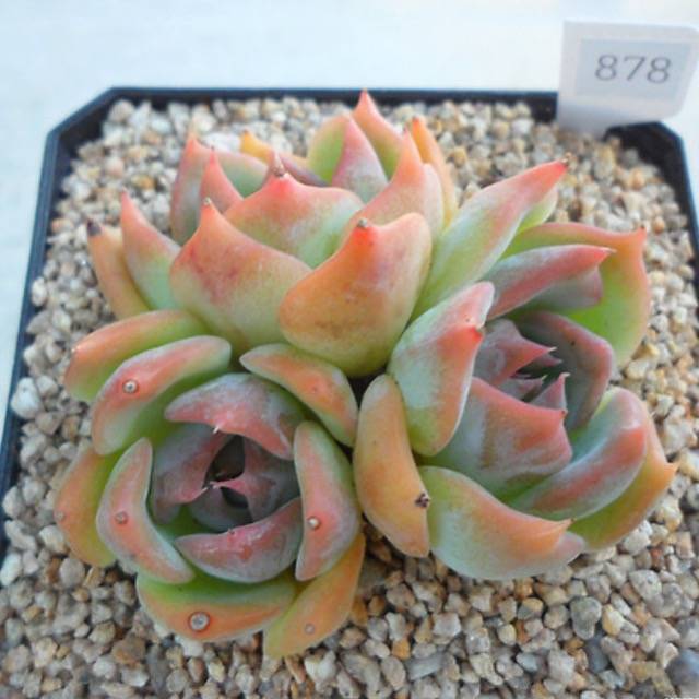 PRESALE Echeveria Rosanna Clusters, (Random)