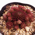 PRESALE Echeveria v.atomy, (Random)