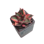 SALE! Echeveria Monocerotis, Variegata, Small