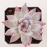 PRESALE Echeveria Colorata, (Random)