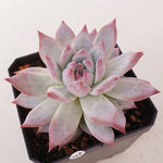 PRESALE Echeveria Colorata, (Random)