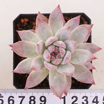 PRESALE Echeveria Colorata, (Random)