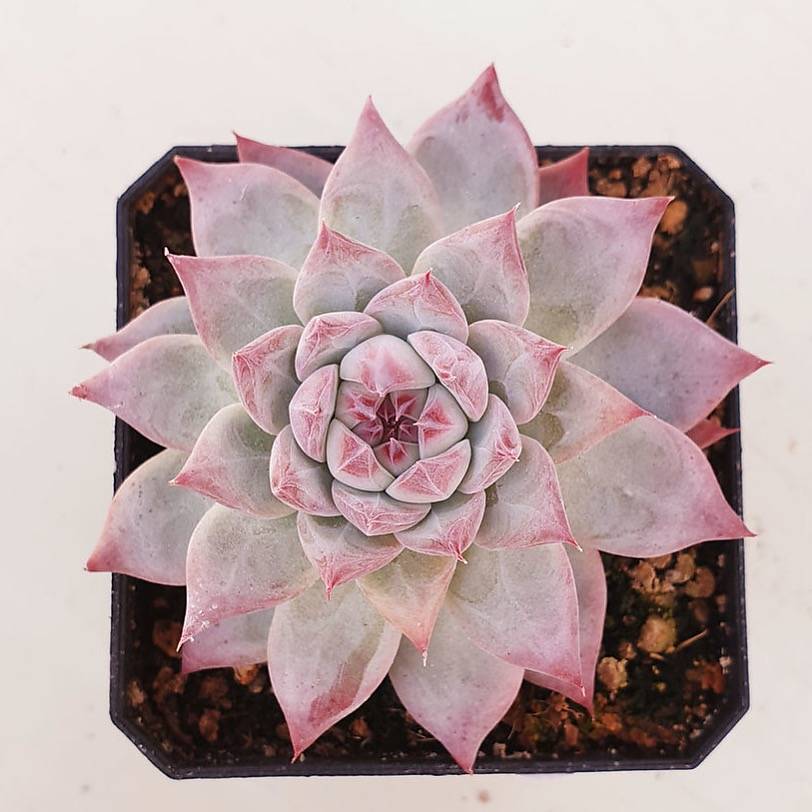 PRESALE Echeveria Colorata, (Random)