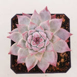 PRESALE Echeveria Colorata, (Random)