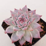 PRESALE Echeveria Colorata, (Random)