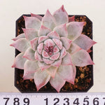 PRESALE Echeveria Colorata, (Random)