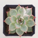 PRESALE Echeveria Chihuahuanesis, Variegata, (Random)