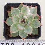 PRESALE Echeveria Chihuahuanesis, Variegata, (Random)