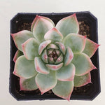 PRESALE Echeveria Chihuahuanesis, Variegata, (Random)