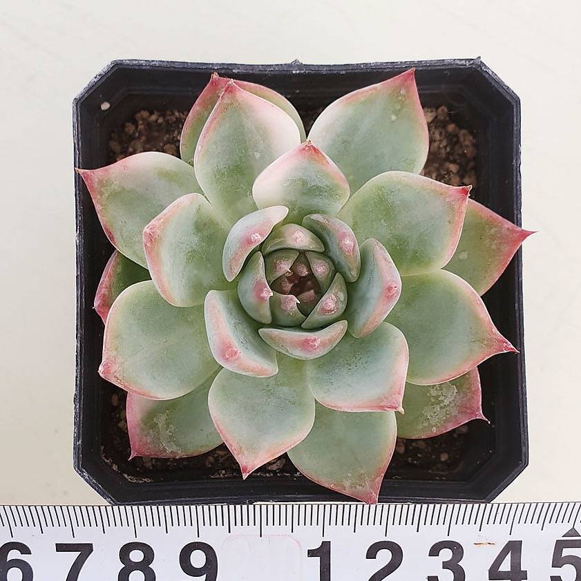 PRESALE Echeveria Chihuahuanesis, Variegata, (Random)