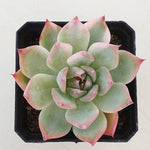 PRESALE Echeveria Chihuahuanesis, Variegata, (Random)