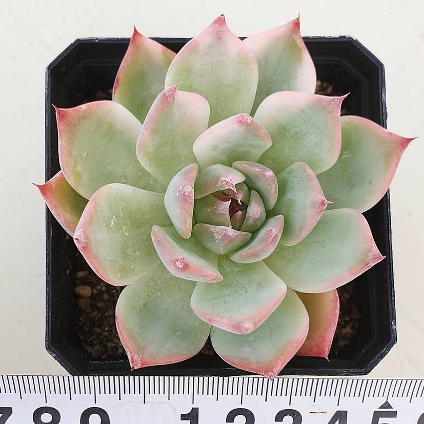 PRESALE Echeveria Chihuahuanesis, Variegata, (Random)