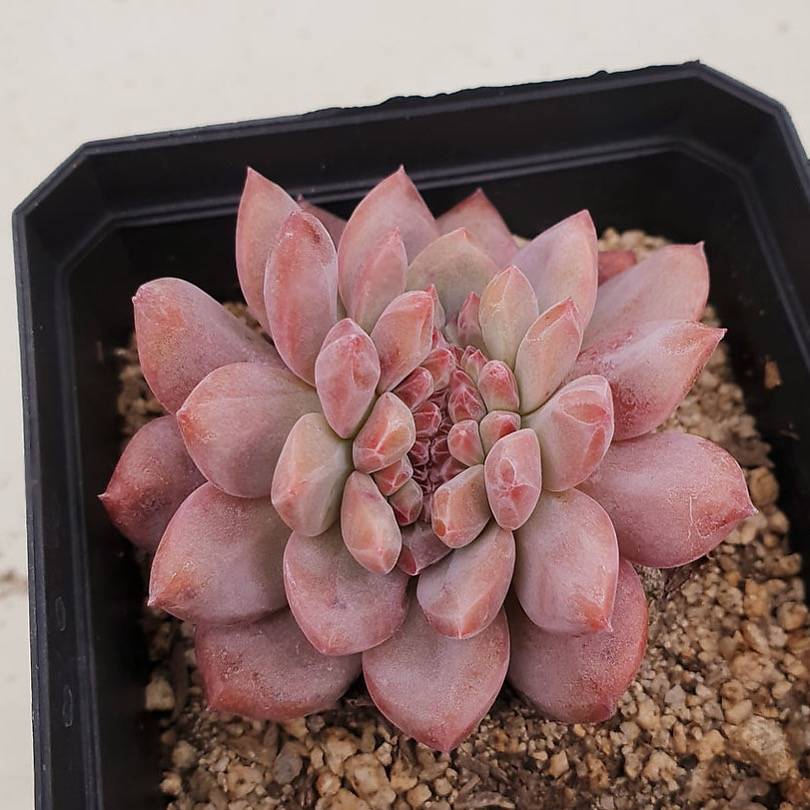 PRESALE Echeveria Ariel, (Random)