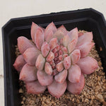 PRESALE Echeveria Ariel, (Random)