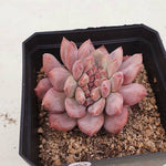 PRESALE Echeveria Ariel, (Random)