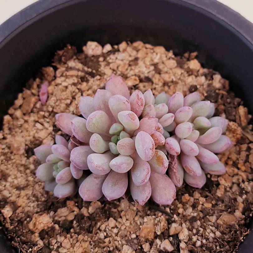 PRESALE Echeveria Amoena, (Random)