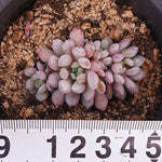 PRESALE Echeveria Amoena, (Random)