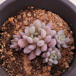 PRESALE Echeveria Amoena, (Random)