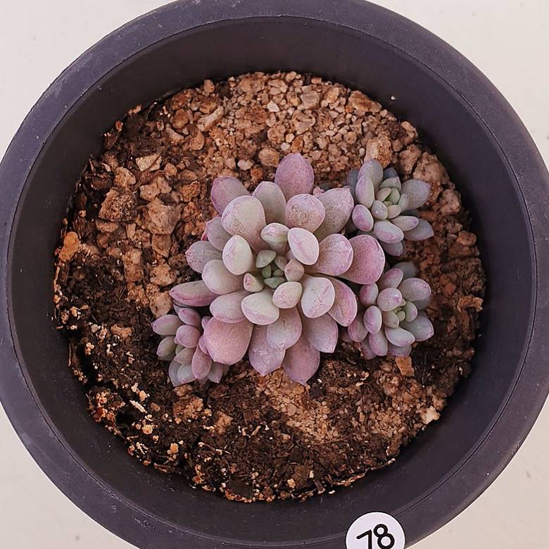 PRESALE Echeveria Amoena, (Random)