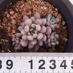 PRESALE Echeveria Amoena, (Random)