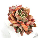 Echeveria Carnicolor, (Random)