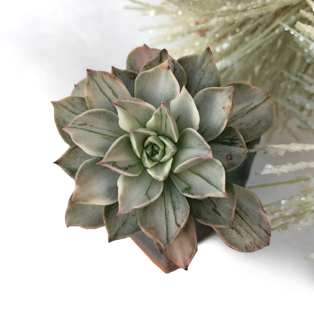 graptopetalum bellum succulent plants Graptopetalum Bellum, Variegata – Cedar Creek Farmhouse