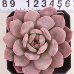 PRESALE Echeveria Ariel, (Random)