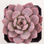 PRESALE Echeveria Ariel, (Random)