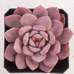 PRESALE Echeveria Ariel, (Random)