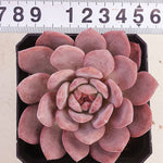 PRESALE Echeveria Ariel, (Random)