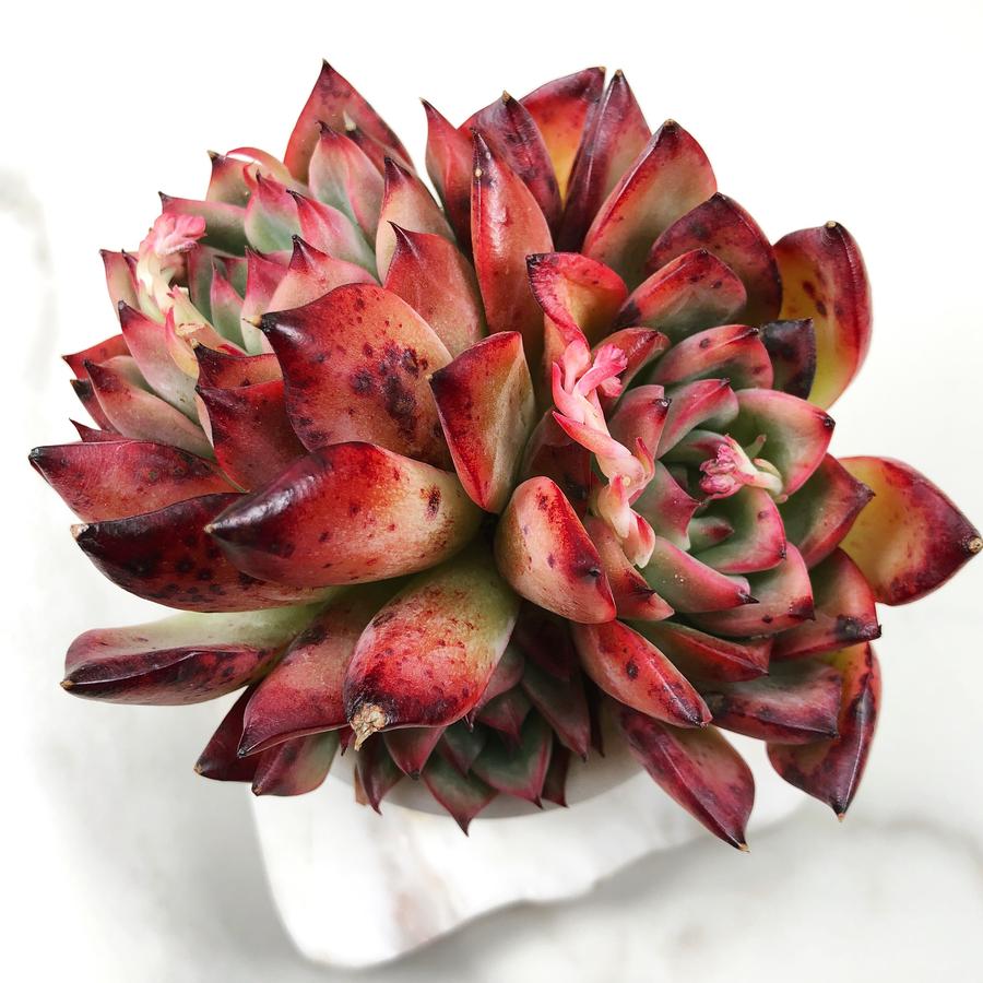 PRESALE Echeveria 'Fire Pillar,' (Random)