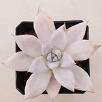 PRESALE Echeveria Mexican Giant, (Random)