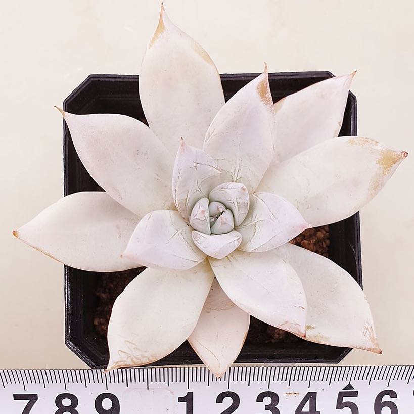 PRESALE Echeveria Mexican Giant, (Random)