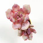 Echeveria Sp. (Double)