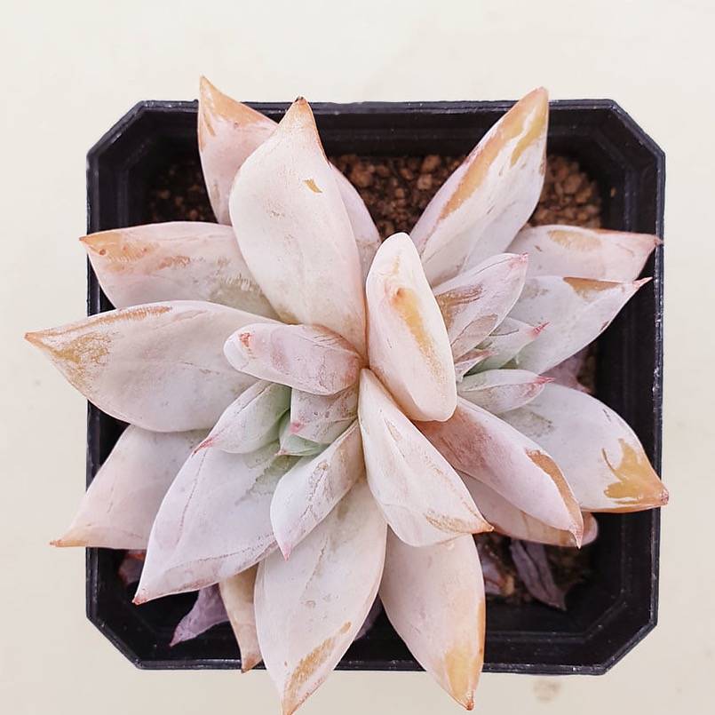 PRESALE Echeveria Mexican Giant, (Random)