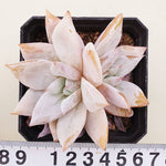 PRESALE Echeveria Mexican Giant, (Random)